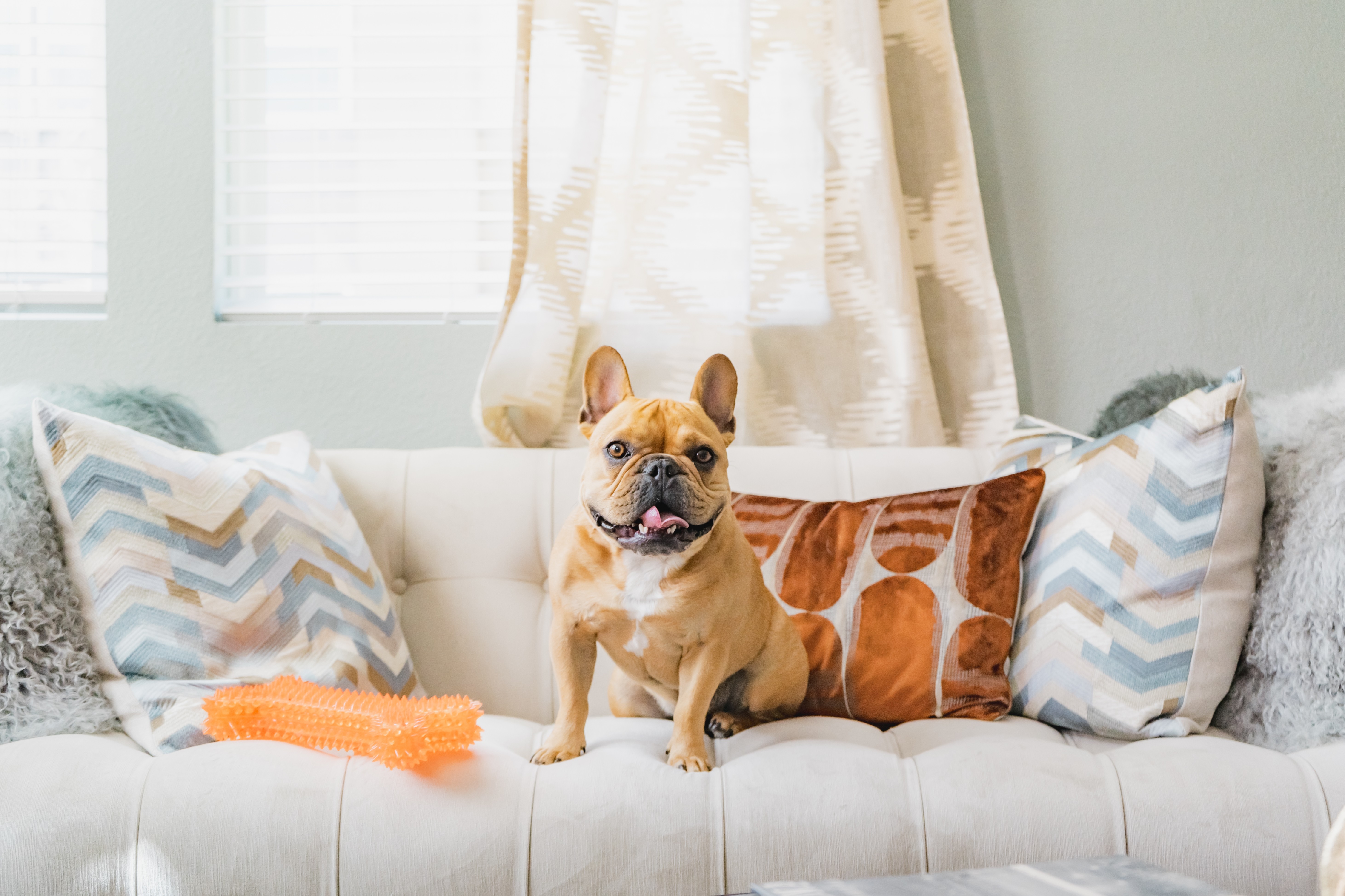 French bulldog sitting on a couch with decorative pillows