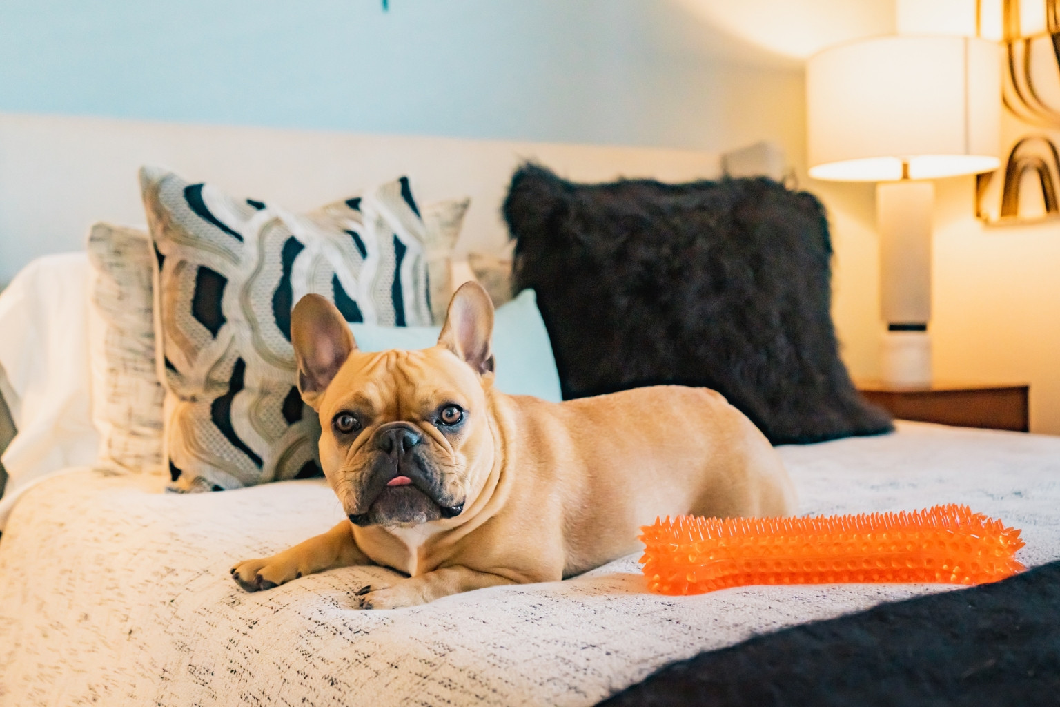 French Bulldog relaxing on a bed