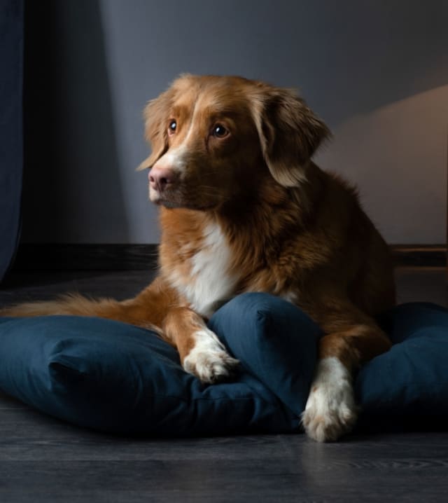 photo of a brown dog