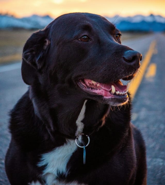 photo of a black dog
